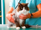 Стерилизация кошек (удаление яичников через прокол 5 минут без крови и без снятия швов)