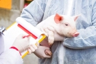 Стерилизация свиней