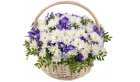 Букет белые хризантемы и ирисы в корзине