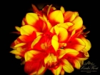 Орхидея Цимбидиум букет желто-оранжевый