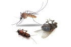 Борьба с бытовыми насекомыми