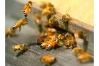 Уничтожение пчел в доме