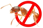 Травля муравьев в доме