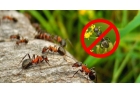 Травля садовых муравьев