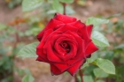 Розы Софи Лорен (Хит продаж)
