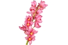 Орхидея ветка цимбидиум 80 см