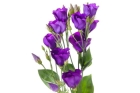 Лизиантус фиолетовый