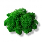 Стабилизированный мох ягель зеленый