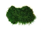 Стабилизированный мох плоский зеленый