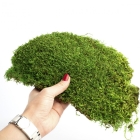 Пластовой мох зеленый