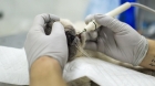 Лучение зубов у кошек