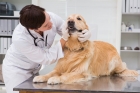 Лечение зубов у  собак