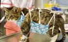 Стерилизация кошки (Трубная окклюзи)