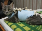 Стерилизация кошки (удаление матки)