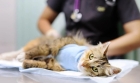 Стерилизация кошки (Медикаментозный)