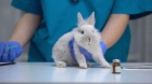 Стерилизация кролика