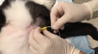 Катетеризация мочевого пузыря у котов