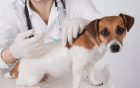 Вакцинация собак от парвовирусного энтерита