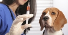 Вакцинация собак от инфекционного гепатита