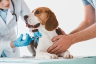Вакцинация собак от пироплазмоза