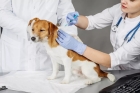 Вакцинация собак от лептоспироза