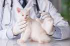 Вакцинация кошек инфекционный ринотрахеит
