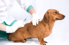 Вакцинация собак Эурикан (DHPPI+L)