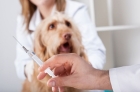 Вакцинация собак Эурикан (DHPPI+LR)
