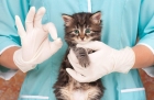 Вакцинация кошек «Tricat + R»