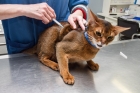 Вакцинация кошек кальцивироз