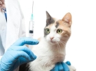 Вакцинация кошек панлейкопения