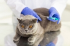 Вакцинация кошек хламидиоз