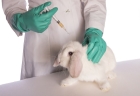 Вакцинация кролика