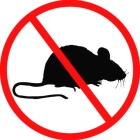 Борьба с крысами в огороде