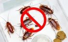 Уничтожение рыжих тараканов в квартире
