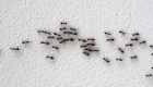 Обработка помещений от муравьев