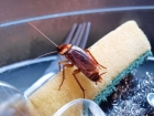 Травля тараканов борной кислотой