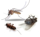 Борьба с бытовыми насекомыми