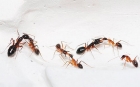 Борьба с рыжими муравьями в квартире