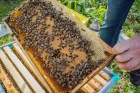 Борьба с клещами у пчел