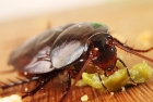 Борьба с домашними тараканами