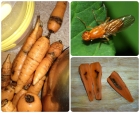 Борьба с морковными мухами