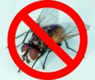 Борьба с комнатными мухами