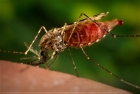 Борьба с малярийными комарами