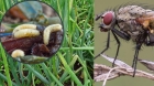 Борьба с луковыми мухами на грядке