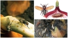 Борьба с луковыми мухами