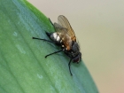 Борьба с мухами на грядках