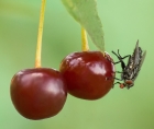 Борьба с вишневыми мухами