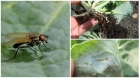 Борьба с капустными мухами