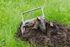 Борьба с земляными крысами